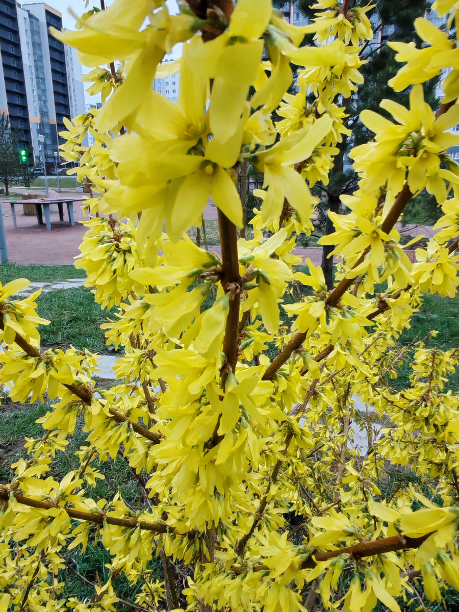 Это она сейчас такая красавица. Отцветет, будет ничем не примечательный кустик.