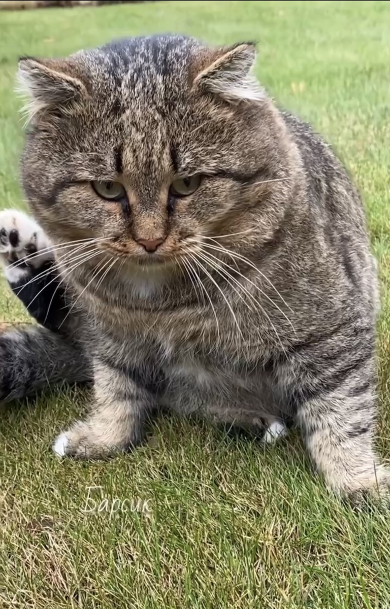 Барсик из рода лесных котов 