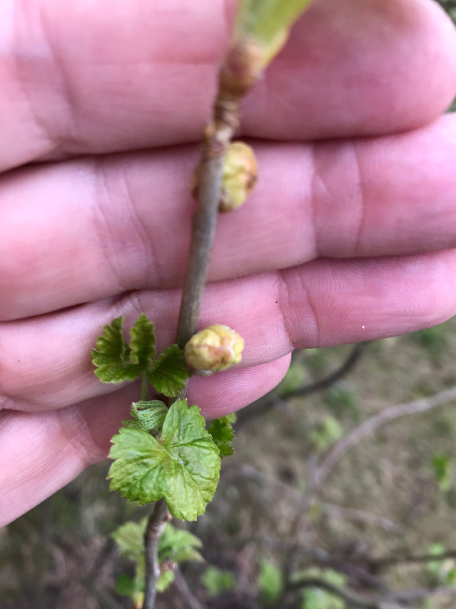 Почки на смородине поражены почковым клещем