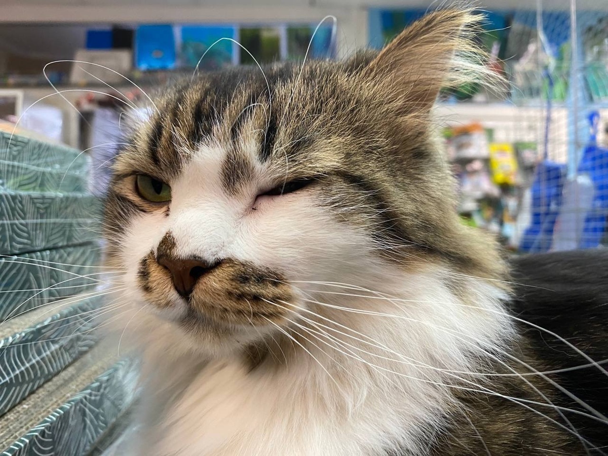 Кот Камышек, фото автора