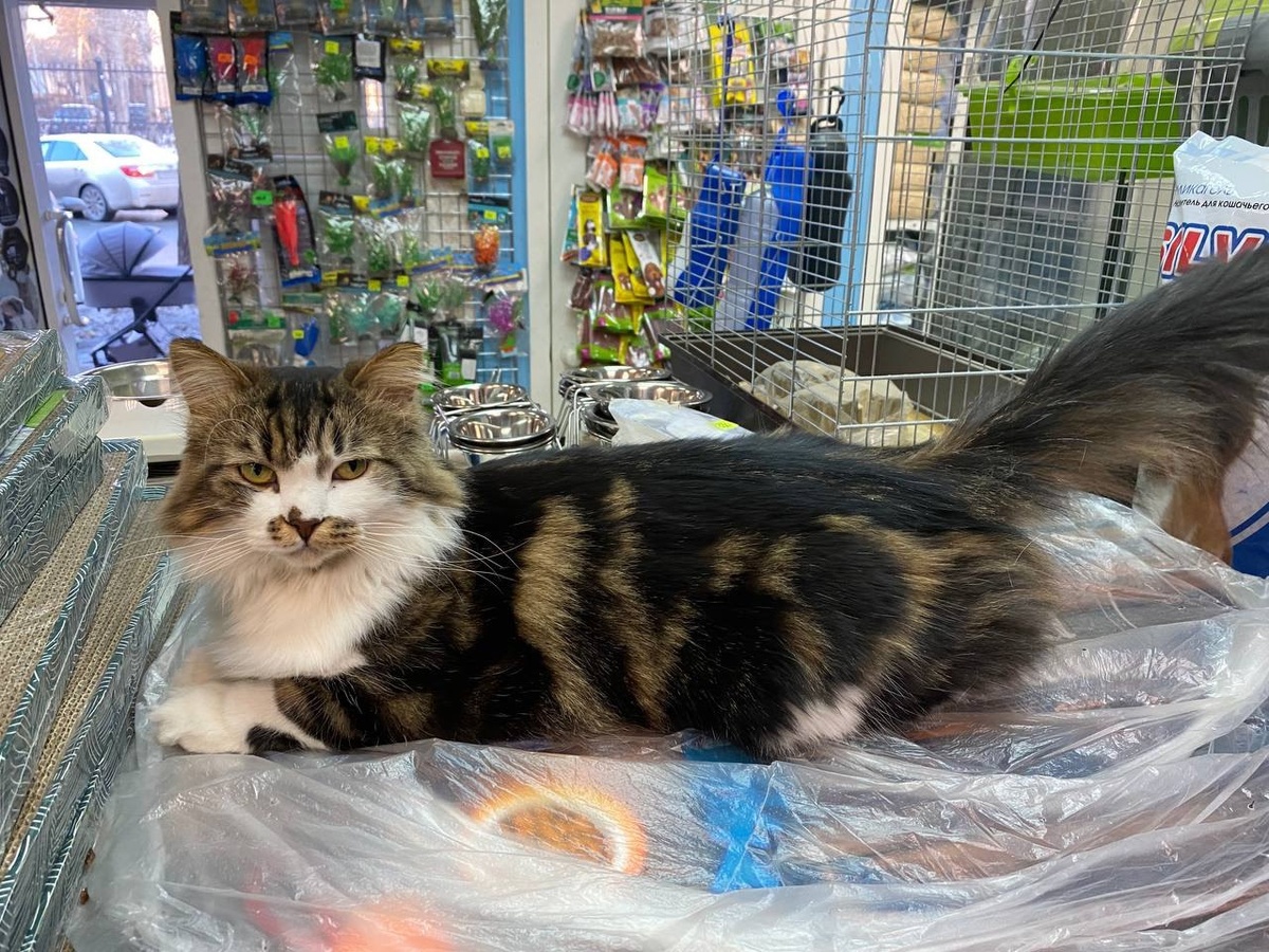 Кот Камышек из зоомагазина Екатеринбурга, фото автора 