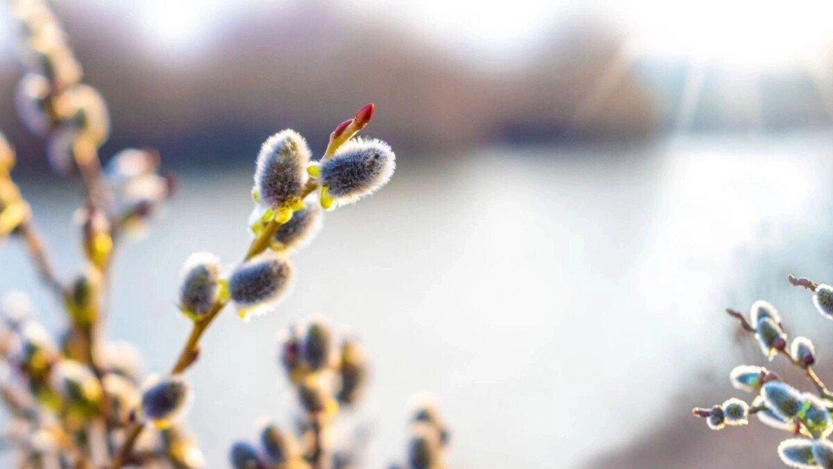    Фото: MVolodymyr/Shutterstock/Fotodom