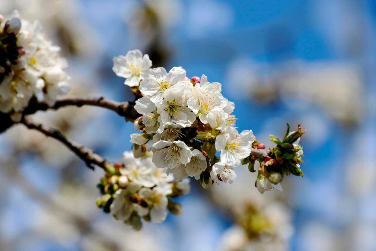    Фото: congerdesign / Pixabay.com