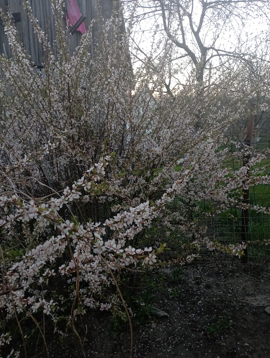 Друзья посмотрите какая красота. Как войлочная вишня расцвела.