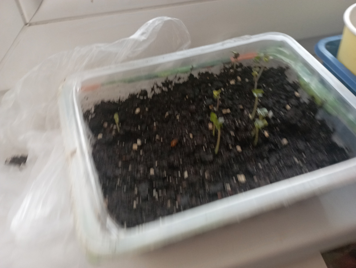 А это мои растишки капуста.