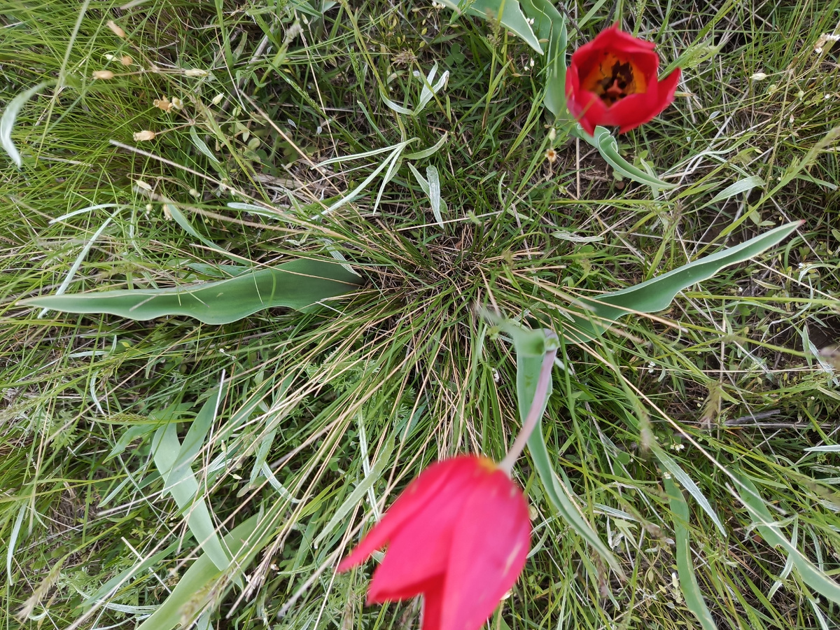 Тюльпаны Калмыкии