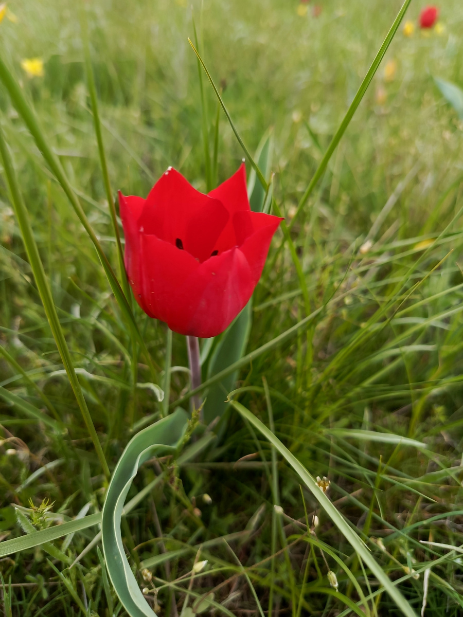 Тюльпаны Калмыкии