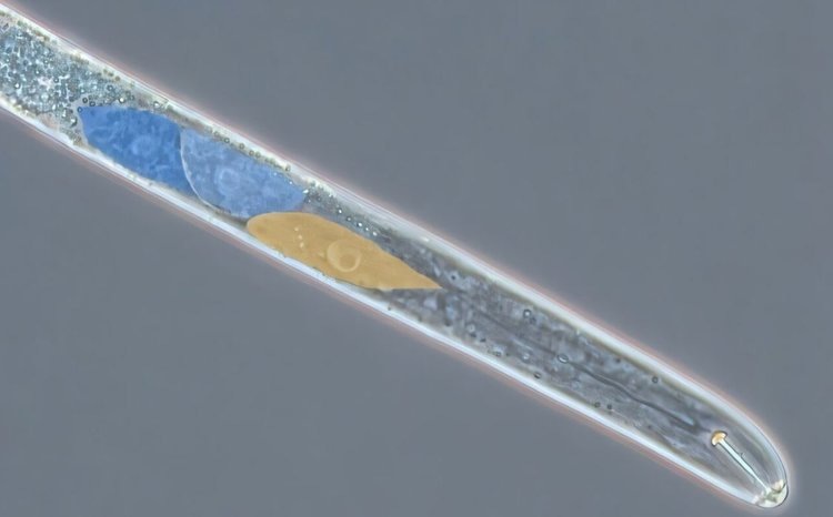   У соевой цистообразующей нематоды нашли первое слабое звено