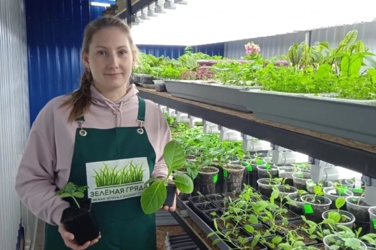    Выращивание «лялечек» – дело тонкое.