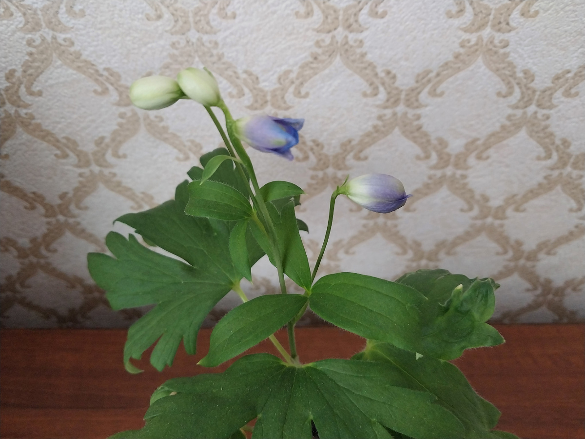 Мой дельфиниум.