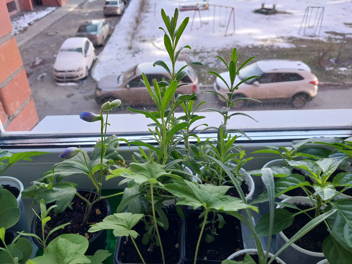 Он же на окне, рядом с лавандой, а за окном снег.