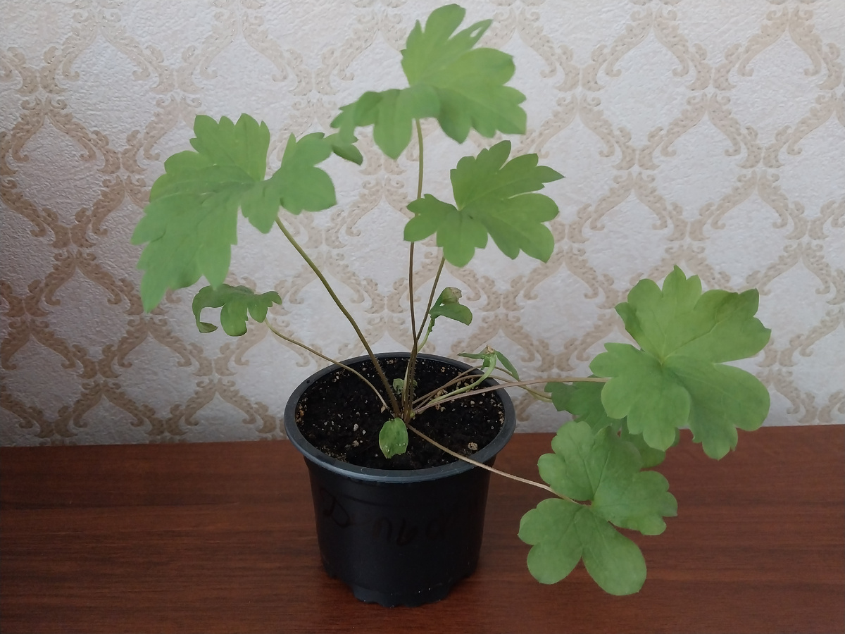 Второй "братец"