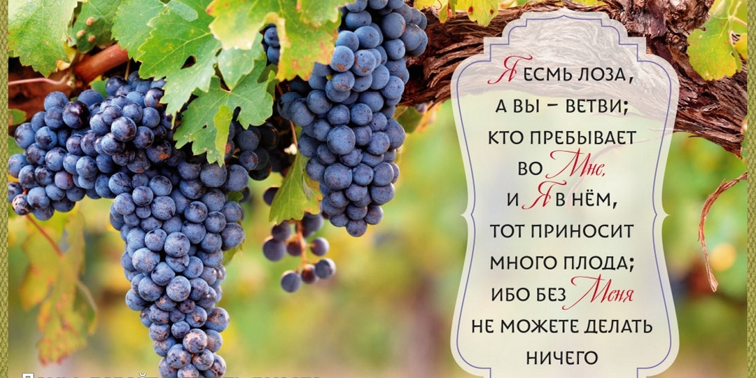 Пасхальное настроение: если Ты лоза, Господь, я росточек твой...