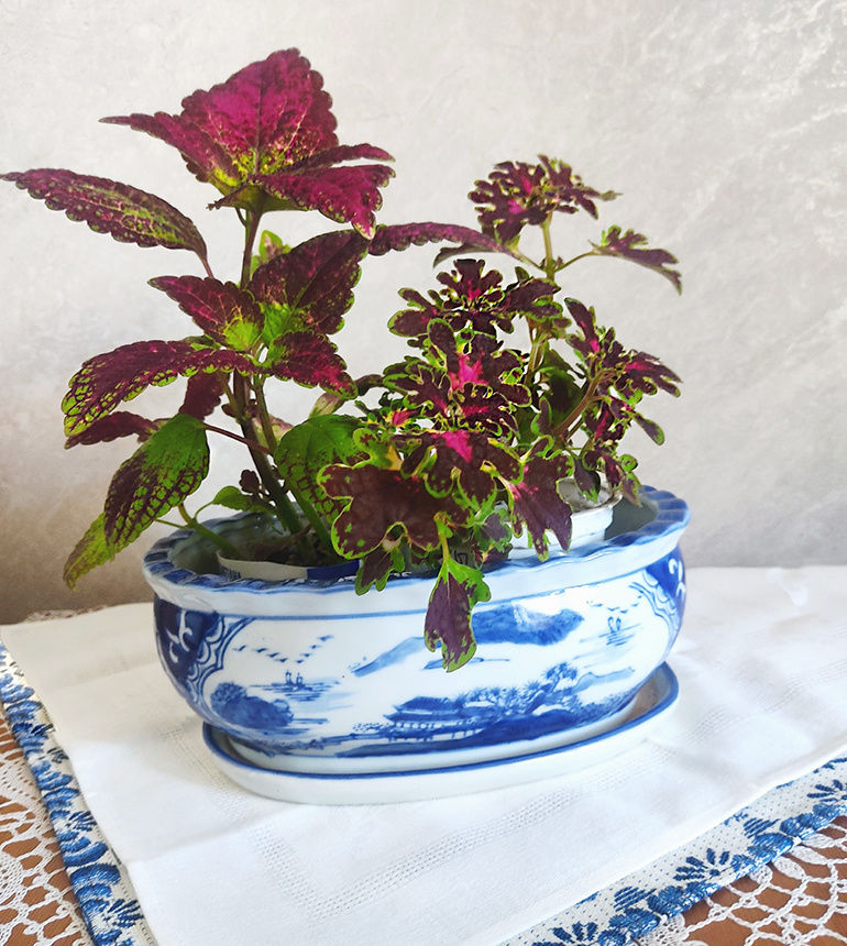 укорененные черенки колеусов