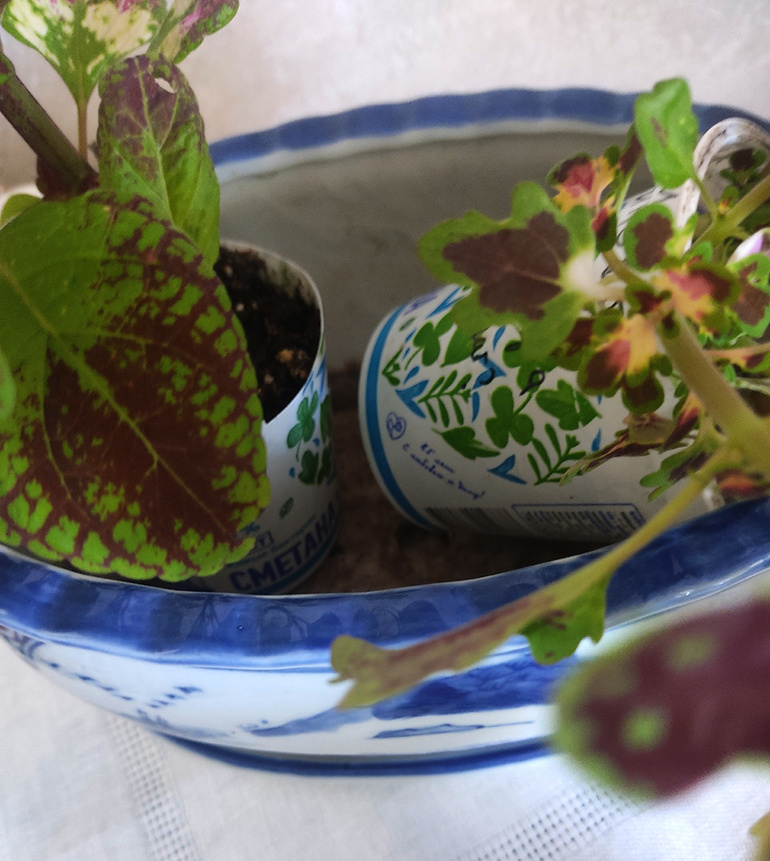 черенки колеуса в стаканах