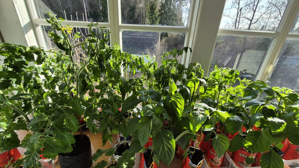 Рассада на балкончике ждет.