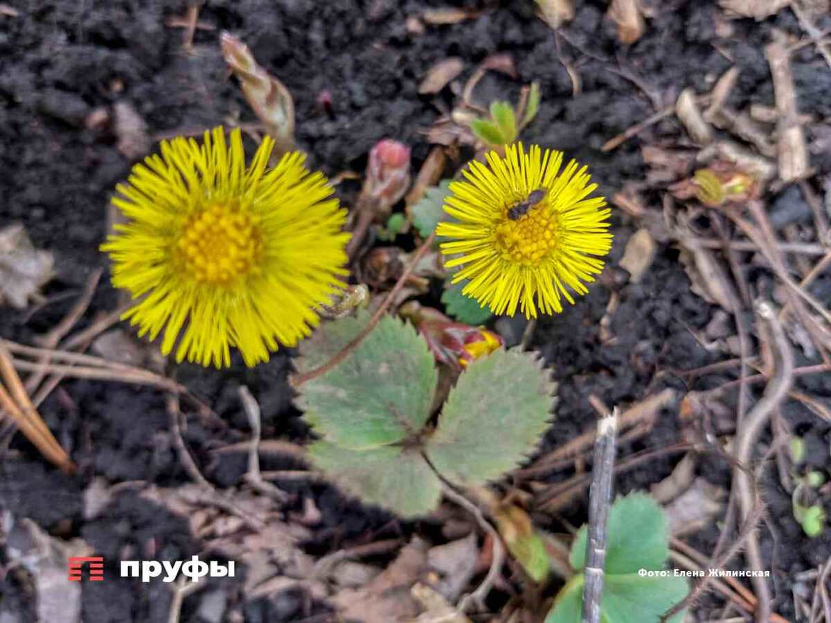    Фото: Пруфы.рф