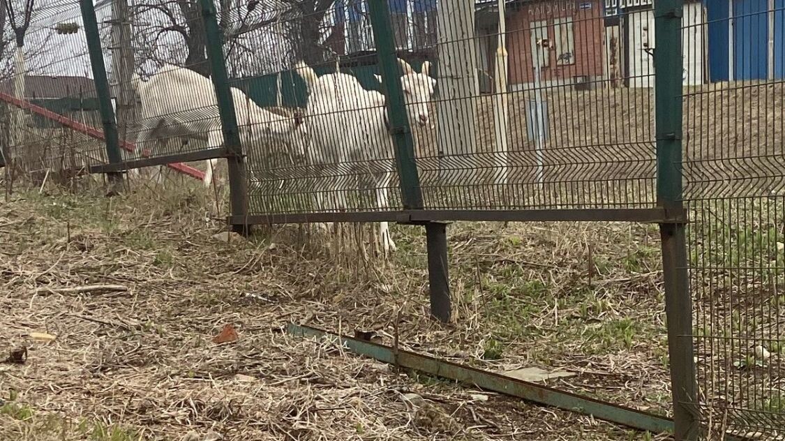     Источник: vostokmedia.com