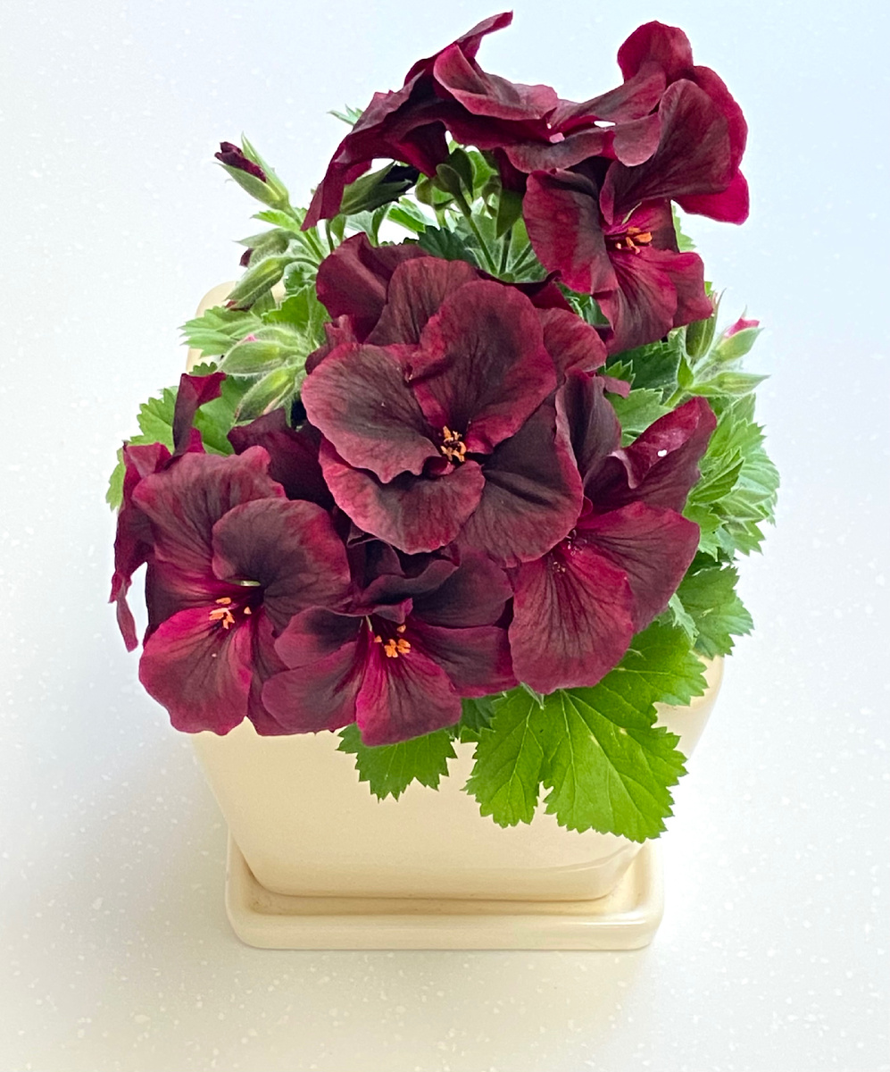 Пеларгония в апреле