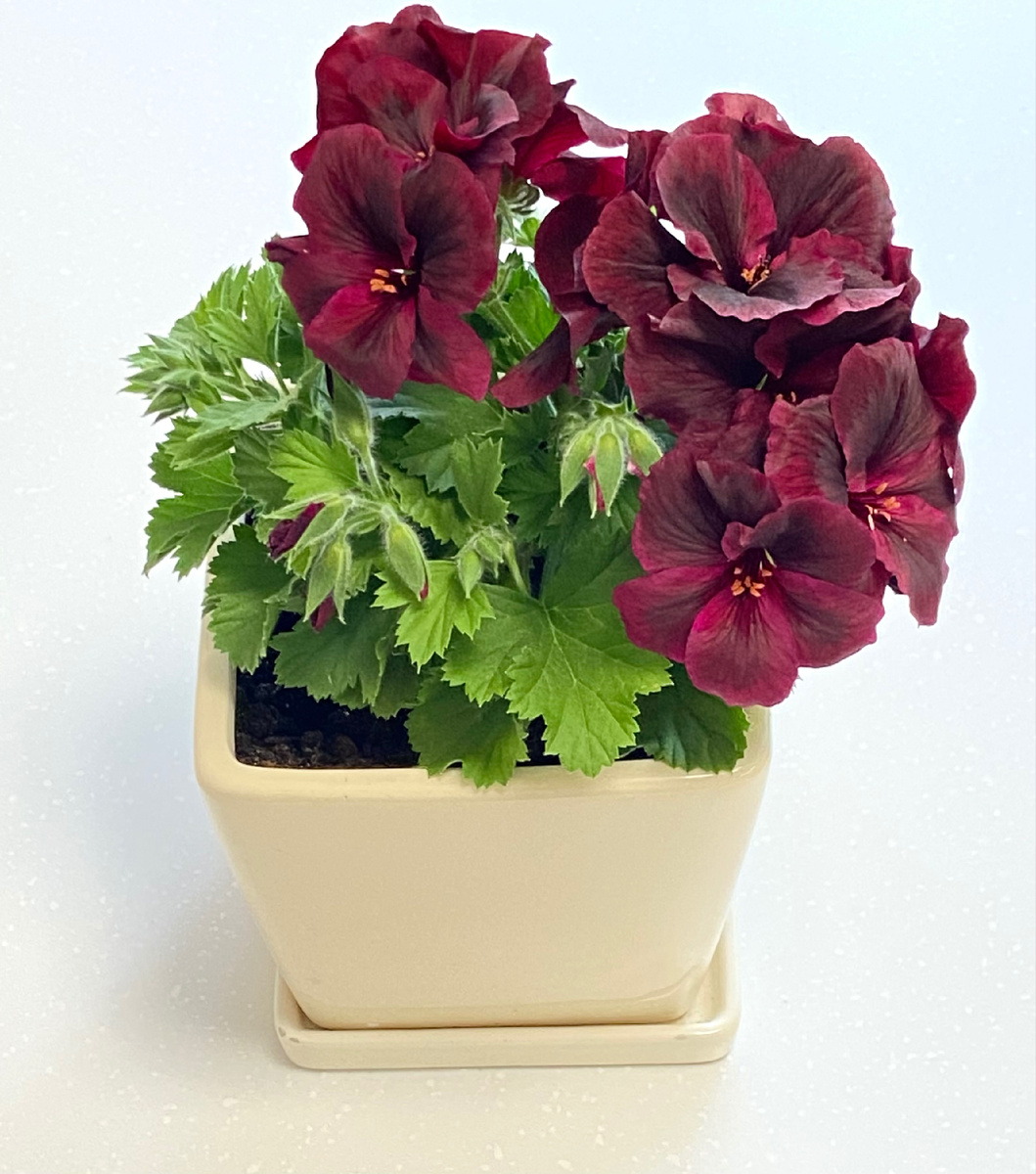 Пеларгония обрезанная в декабре до основания