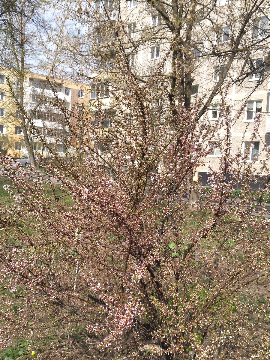 Войлочная вишня в цвету.