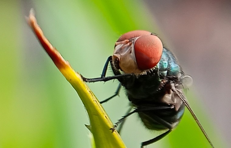    Shutterstock/FOTODOM