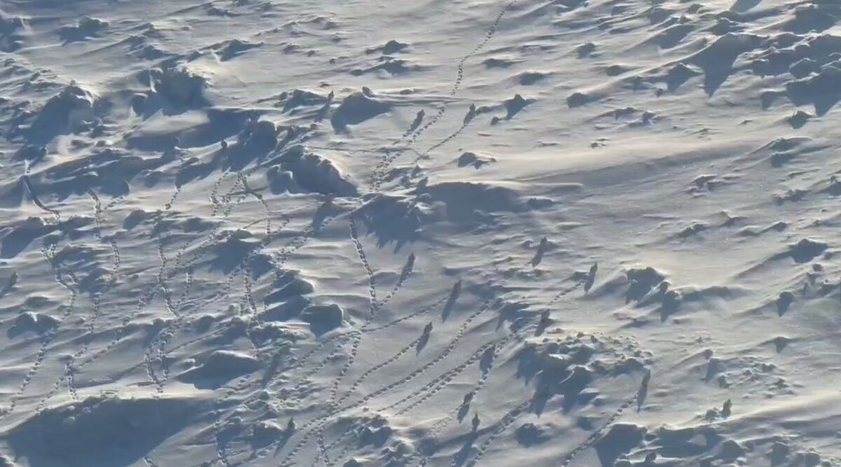     Экипаж атомного ледокола снял стаю куропаток на севере Красноярского края