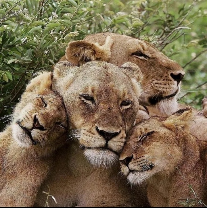 Как образовалась наша семья? В 2013 году мы познакомились с Исроилом, как и все общались и узнавали больше друг о друге. В итоге в 2015 году мы поженились, а в 2017 у нас родилась дочь- Амина! В момент, когда мы находились на УЗИ и там подтвердили, что у нас будет ребенок, Исроил заплакал и не мог сдержать своих эмоций. У нас были парные роды, так захотел Исроил, он в этот день в 6 утра был под моими окнами роддома и ждал, чтоб вы понимали, машины у нас не было, но его это не остановило. 