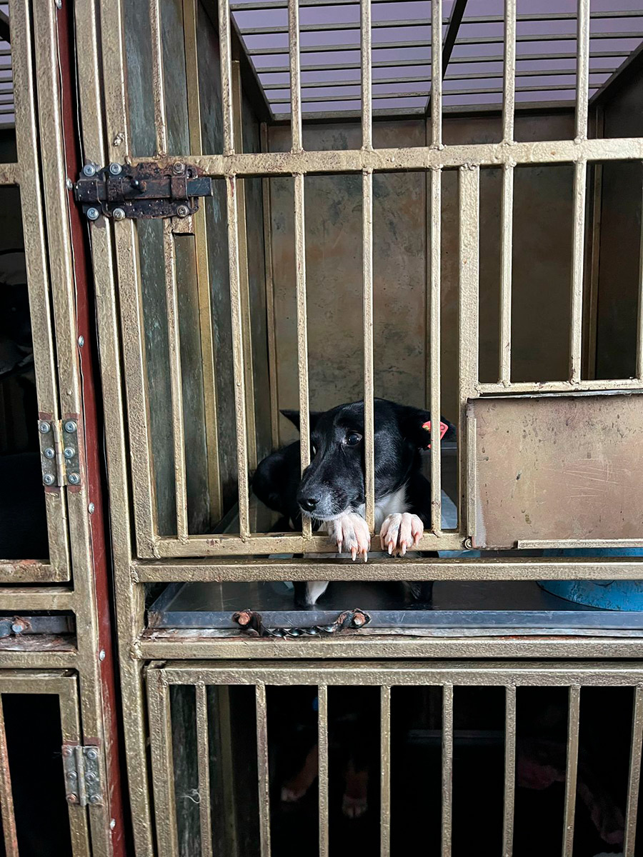    Муниципальный приют для животных в Омске