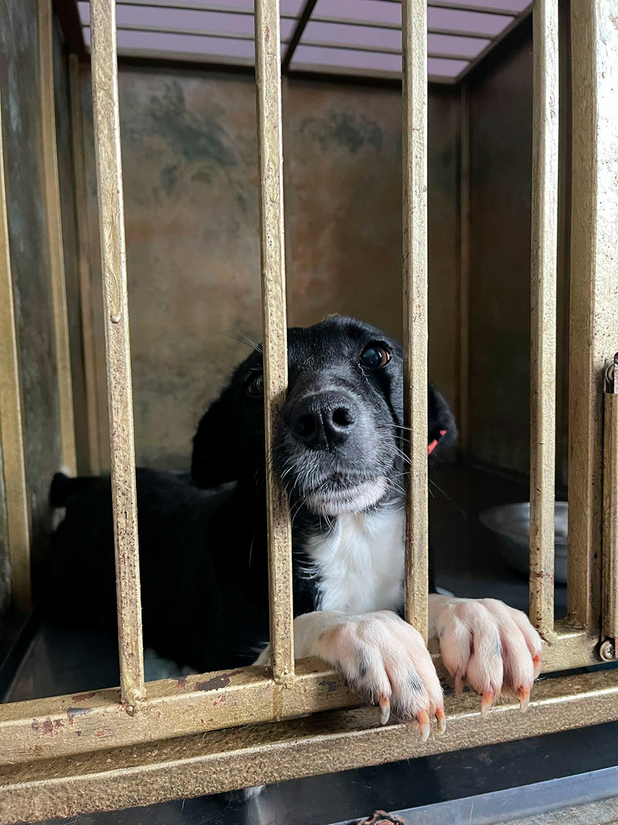    Муниципальный приют для животных в Омске