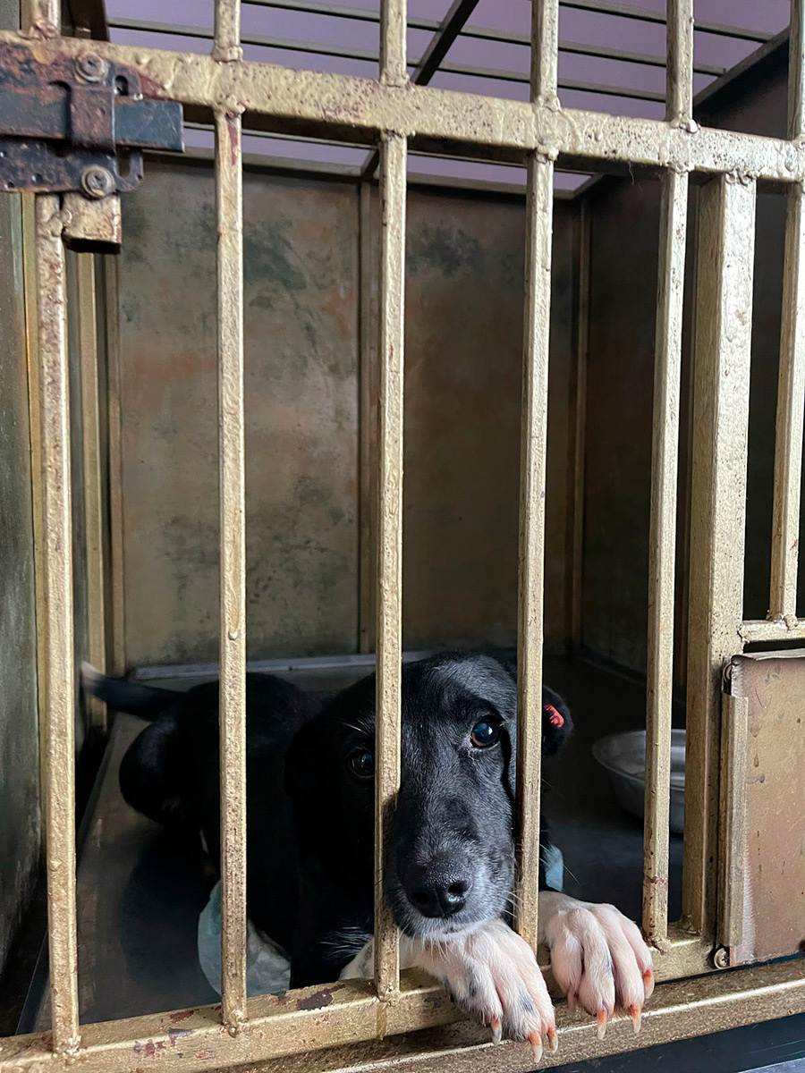    Муниципальный приют для животных в Омске