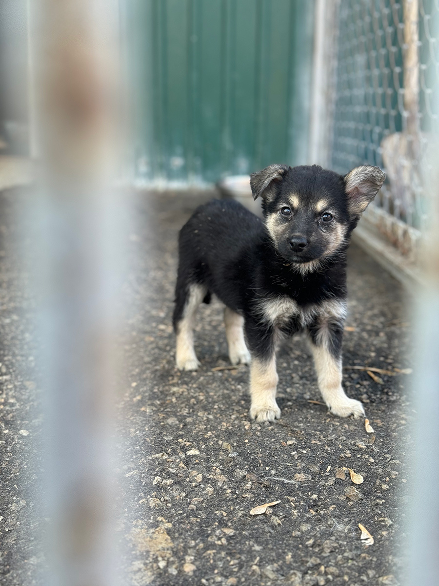Приют для бездомных животных в Нижнем Новгороде📷Собаки в фонде защиты животных "Сострадание НН" в Нижнем Новгороде