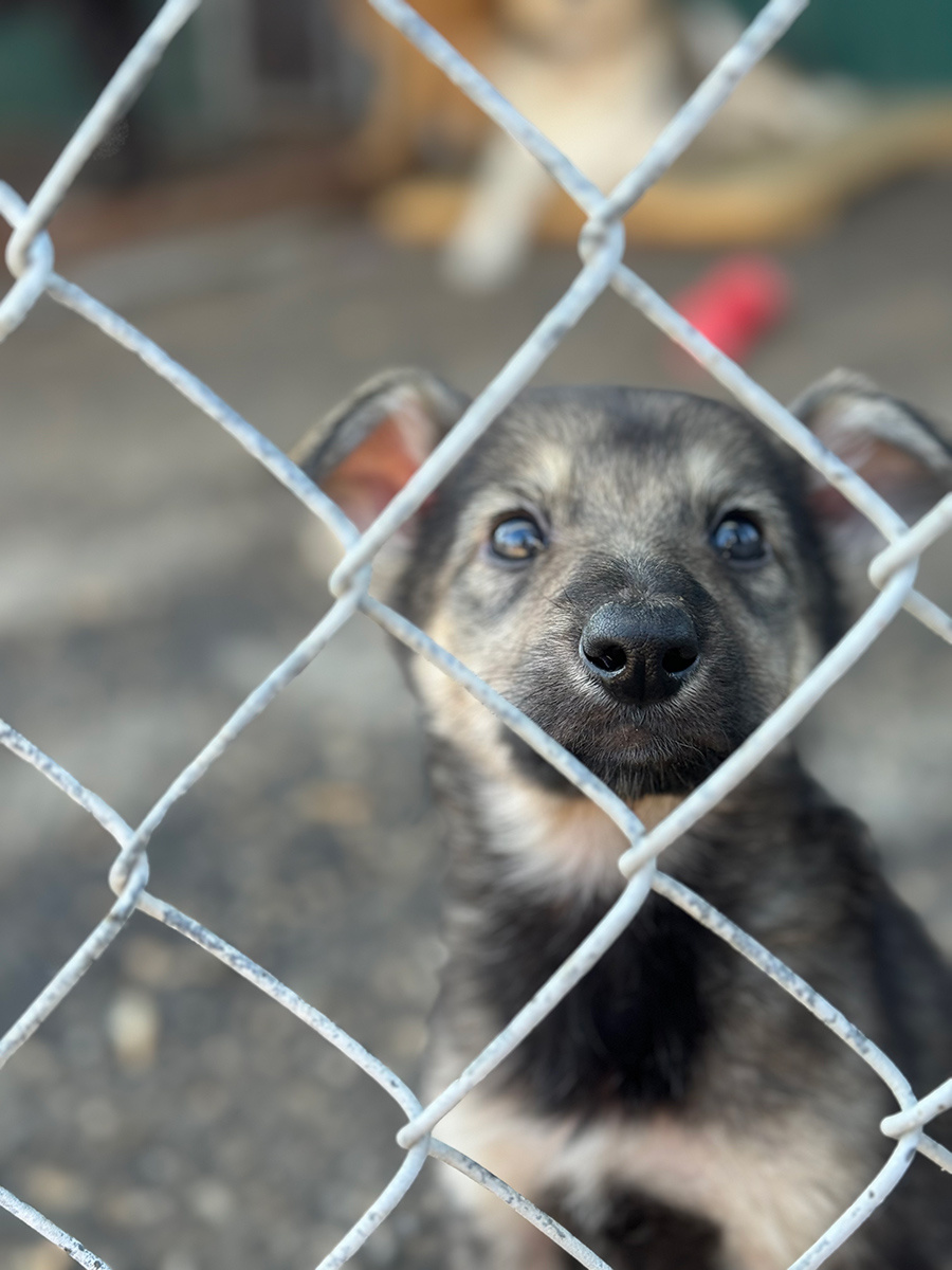 Приют для бездомных животных в Нижнем Новгороде📷Собаки в фонде защиты животных "Сострадание НН" в Нижнем Новгороде
