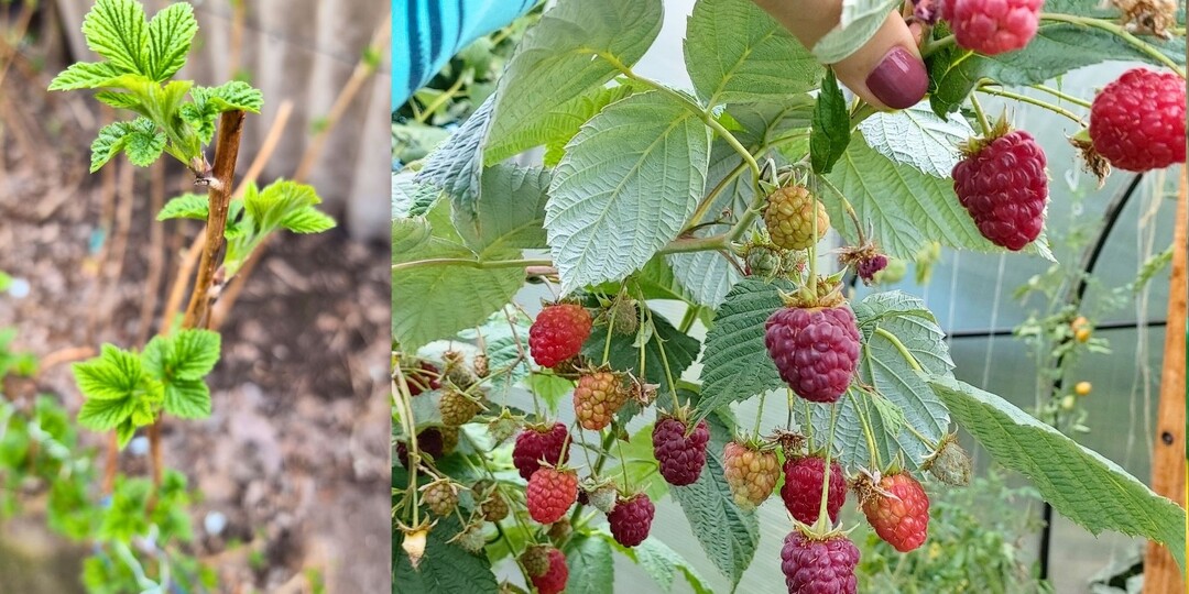 Сделайте Это Весной и МАЛИНА завалит сладким урожаем 🍓🍓🍓