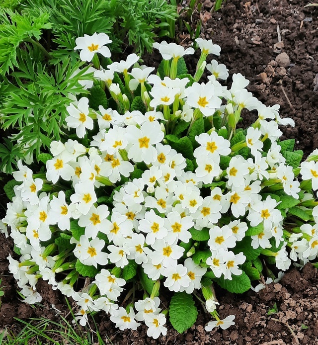 Белая примула. Фото взято с сайта " Сад Людмилы Красноперовой " https://vk.com/rassada18, либо https://vk.com/club150609225