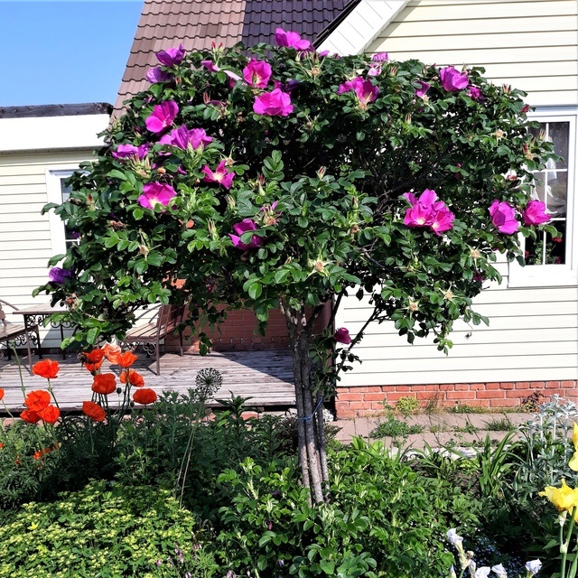 Шиповник у Людмилы в саду. Фото взято с сайта " Сад Людмилы Красноперовой " https://vk.com/rassada18, либо https://vk.com/club150609225