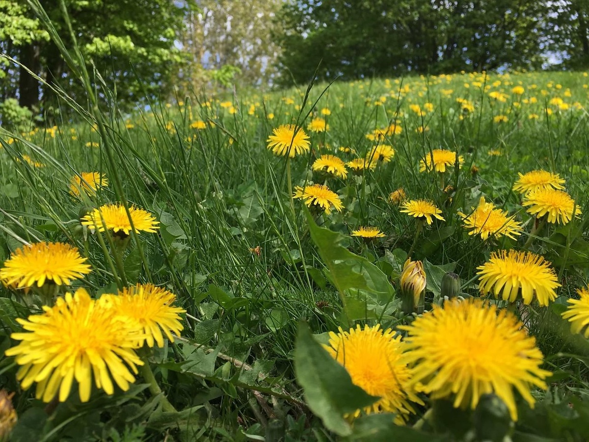 картинка из интернета