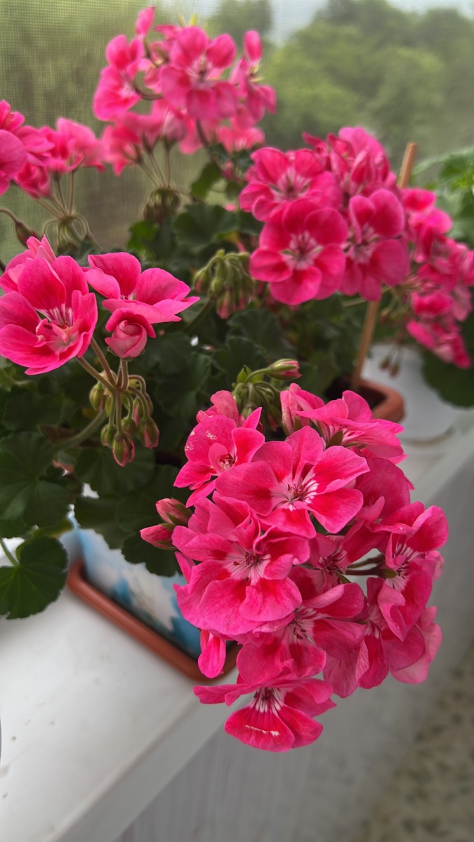 фото автора. Моя любимая герань лососевого цвета. 