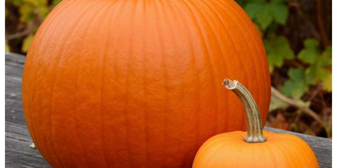 Тыква: Солнечный дар осени - польза, вред и секреты употребления.