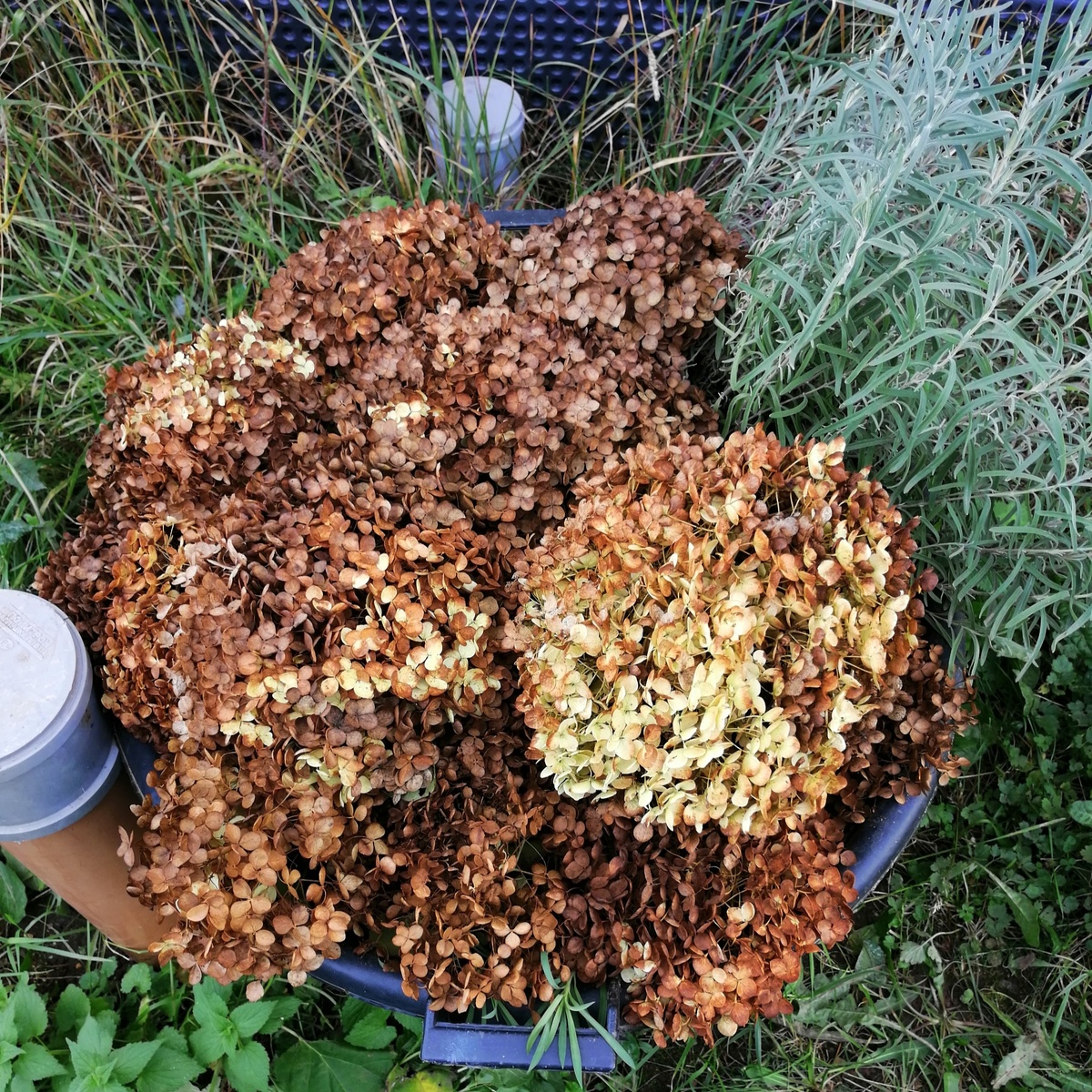 Так зимовал мой череночник. 