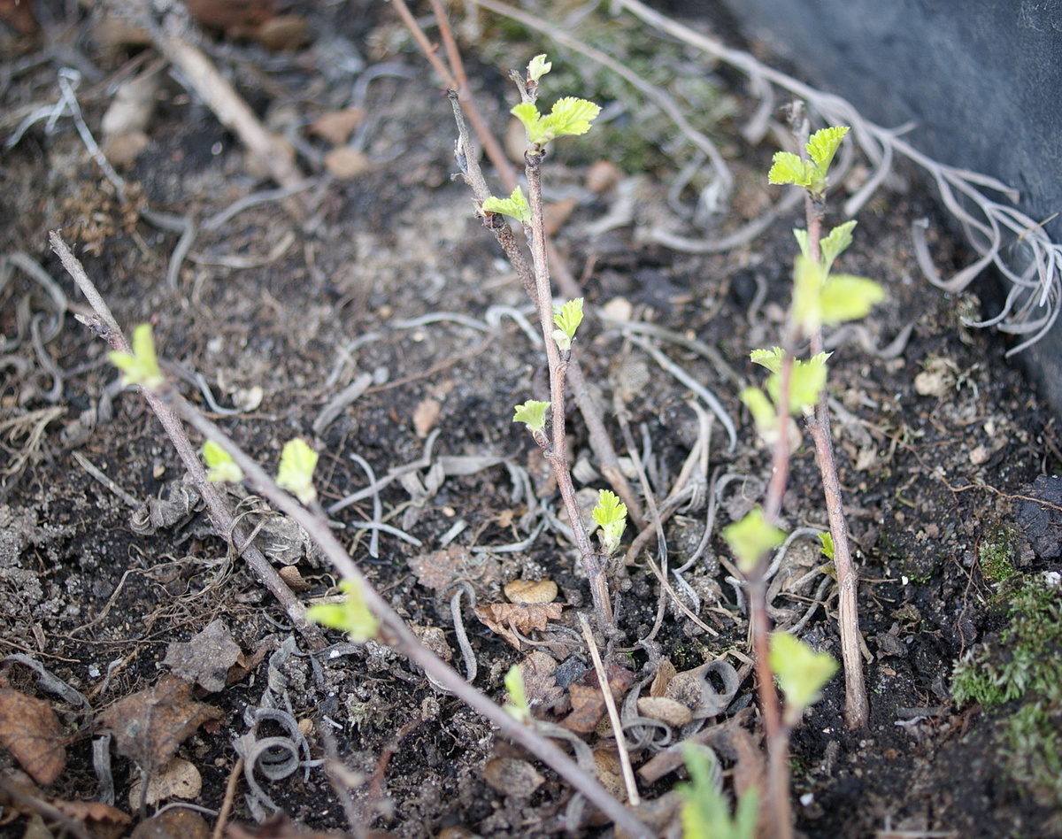 Пузыреплодник калинолистный ауреа 