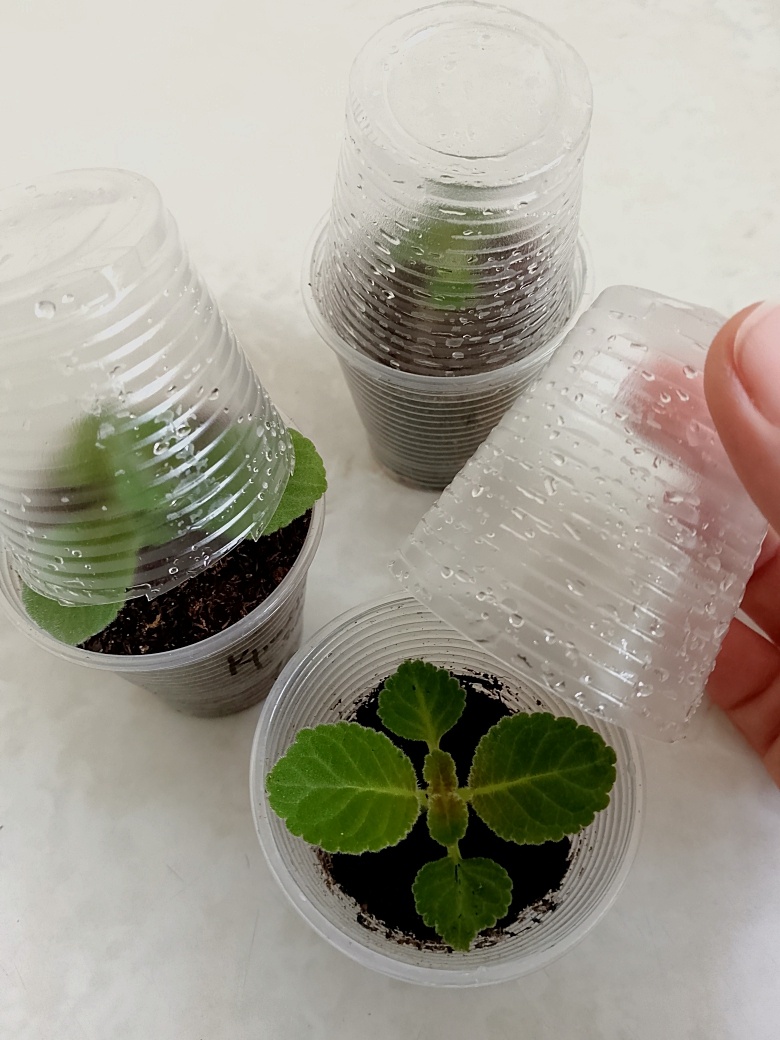 Отдохнувшие клубни, уже с подросшим росточком. Глоксиния адаптировалась к внешним условиям, пора пересадить в другую ёмкость