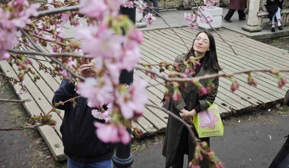     Цветение сакуры в Петербурге. Источник: kp.ru Автор фото: Алексей Булатов