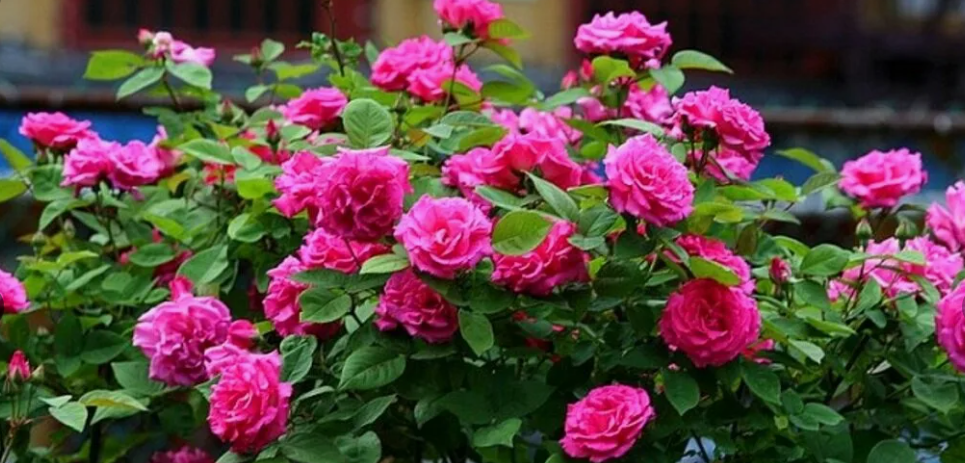 Роза кустовая садовая