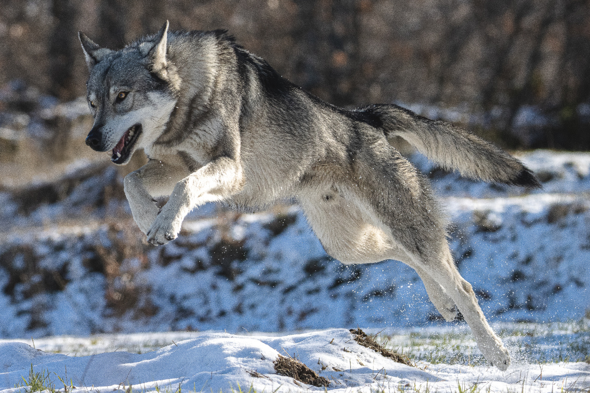 Фото: Sergijimenez/Shutterstock/Fotodom