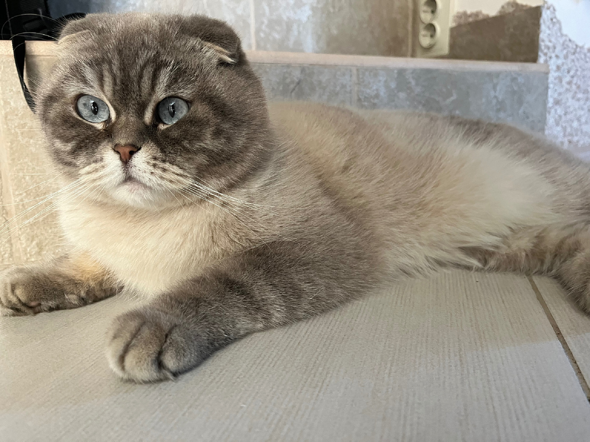 Кевин котоблогер