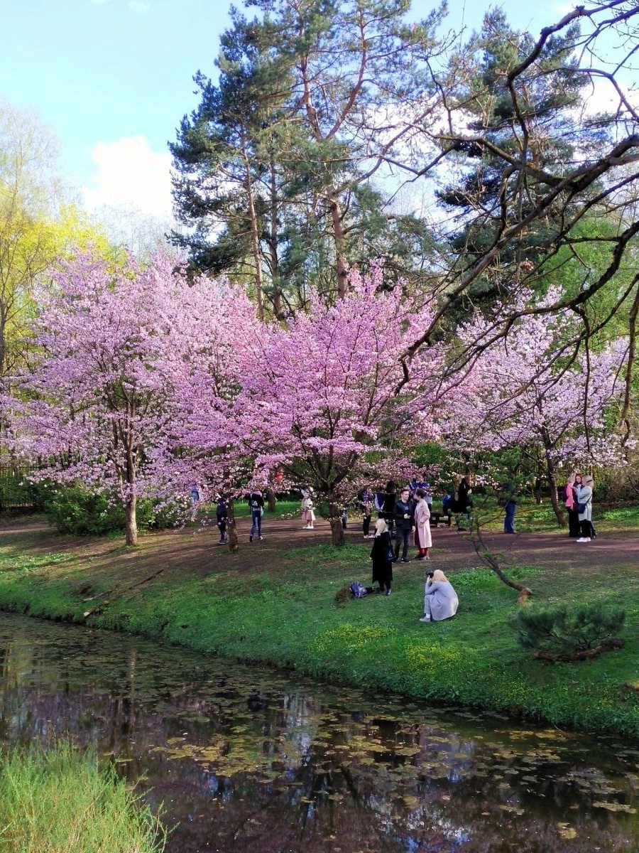 Японский сад в Главном Ботаническом саду им. Цицина