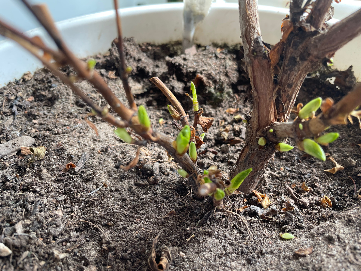 Крупнолистная гортензия