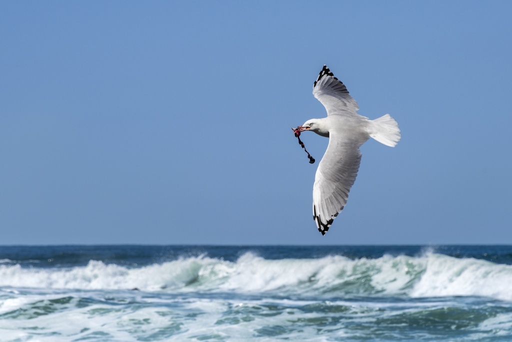Чайка нашла себе что-то поесть