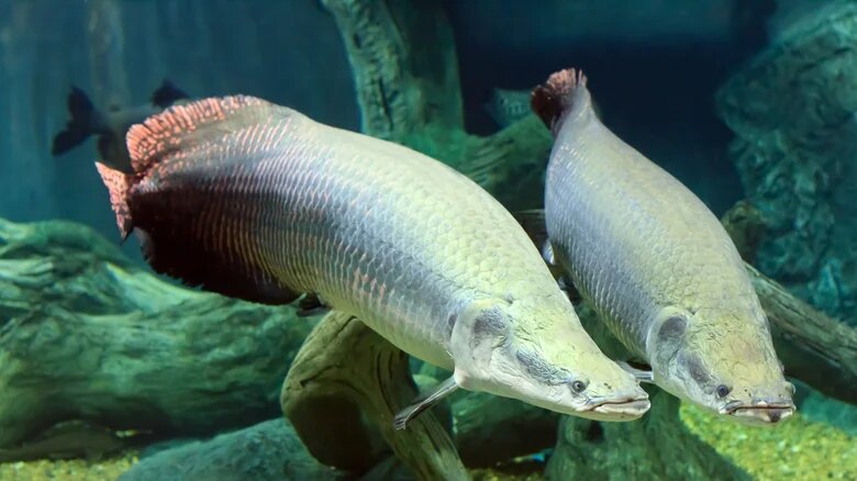 Взято здесь: https://lyl.su/arapaima